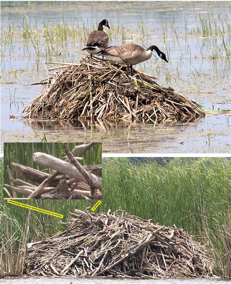 muskrat lodge vs beaver lodge.